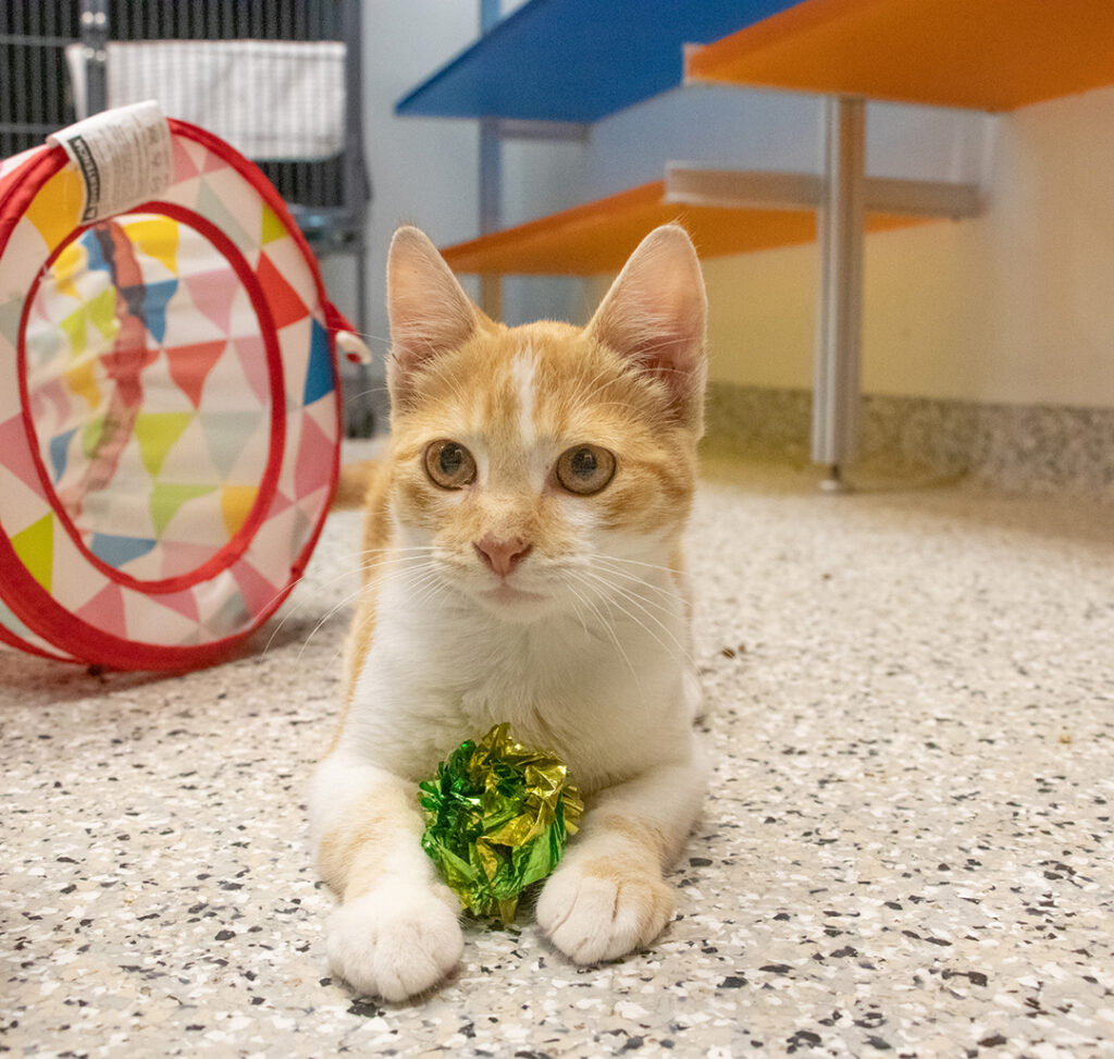 Starlight Partners with KC Pet Project to Sponsor Animals