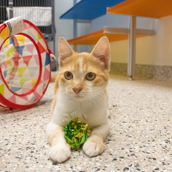 Starlight Partners with KC Pet Project to Sponsor Animals