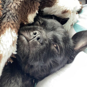 Black dog hiding in a blanket