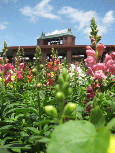 Tall pink, red, white, and yellow flowers in the foreground with Starlight in the background