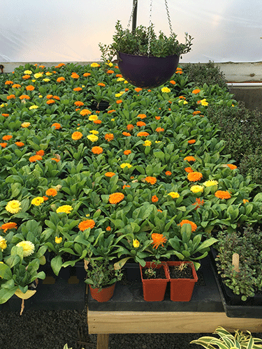 Geraniums in pots inside the greenhouse