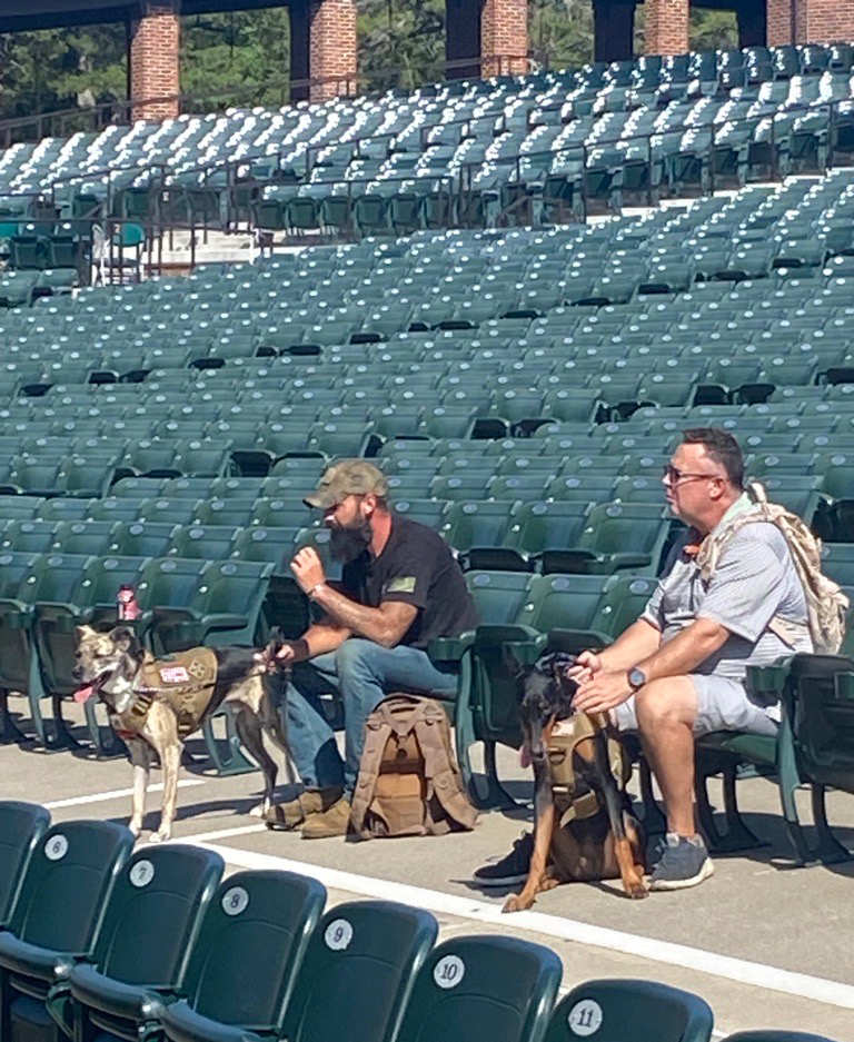 Dogs and their owners during training