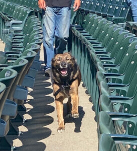 A Happy Dog runs toward the camera