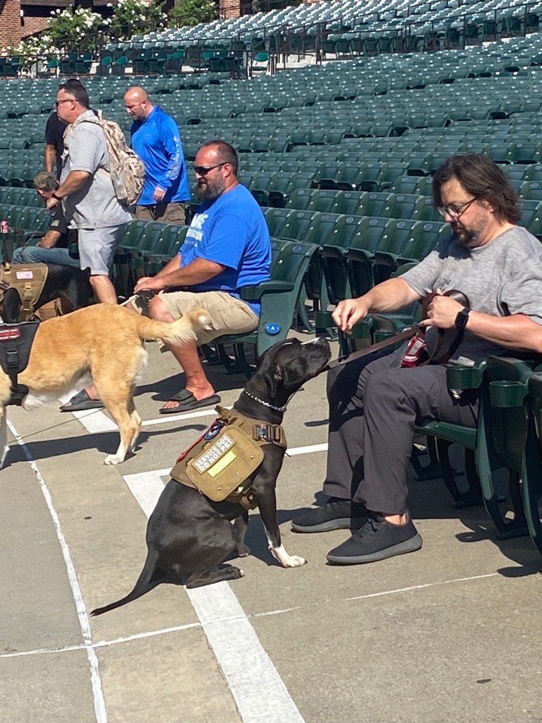 Dogs and their owners during training