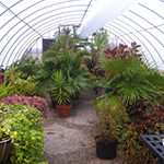In Case You Missed It – A Special Look at What Makes Starlight Beautiful: Our Horticulture Program